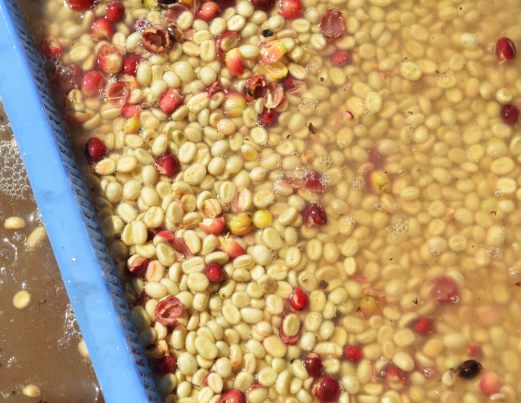 Green coffee fermentation