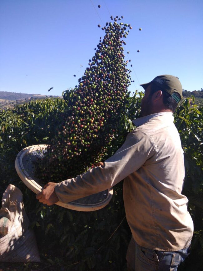 Harvesting coffee fruits of green Brazilian coffee