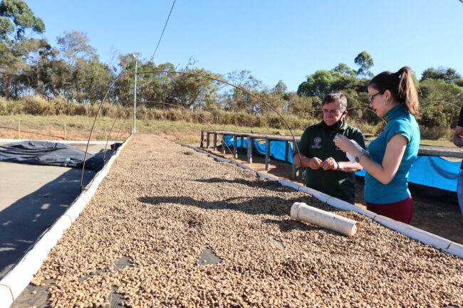 Drying green coffee from Brazil