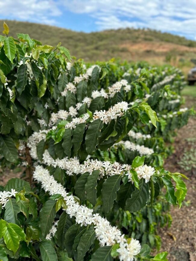 Coffee flowering of Gesha