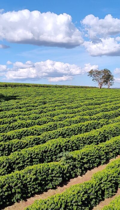 Kávová farma v Brazílii Kávová farma v Brazílii