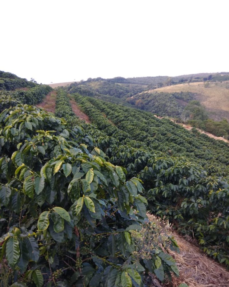 Kávová plantáž Sítio Santo Antônio